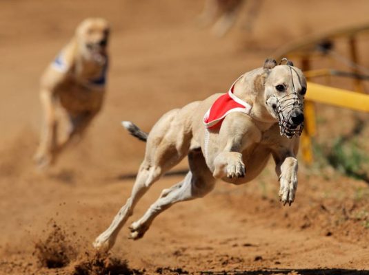 greyhound racing pandemic