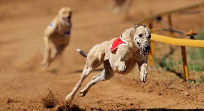 greyhound racing pandemic