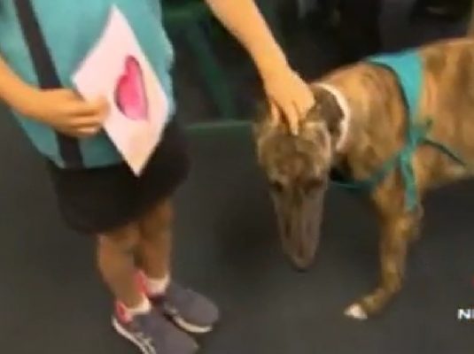 Scarlett the greyhound