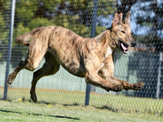 PET GREYHOUNDS IN A SPIN OVER NEW PLAY SPACE